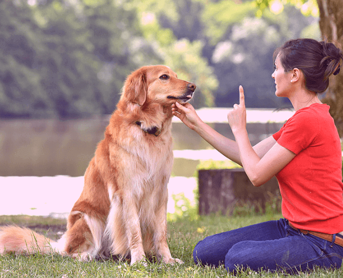 adestramento de cães